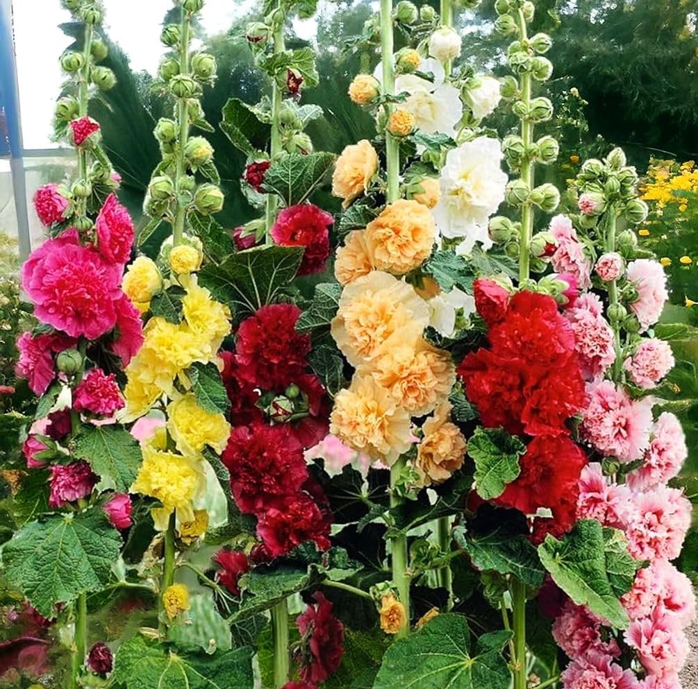 Seeds Of Strength hollyhock giant double bloom brightens fence lines with vibrant color.