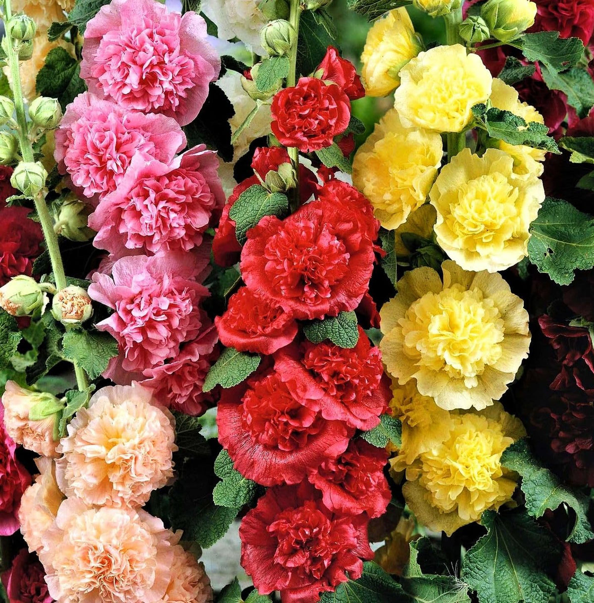 Seeds Of Strength hollyhock mixed colors creates cottage garden focal points.