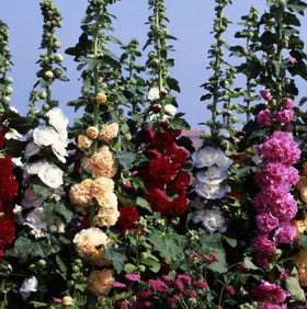 Seeds Of Strength hollyhock perennial returns year after year with garden resilience.