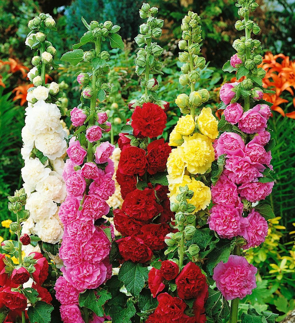 Seeds Of Strength hollyhock tower spike adds vertical drama to sunlit borders.