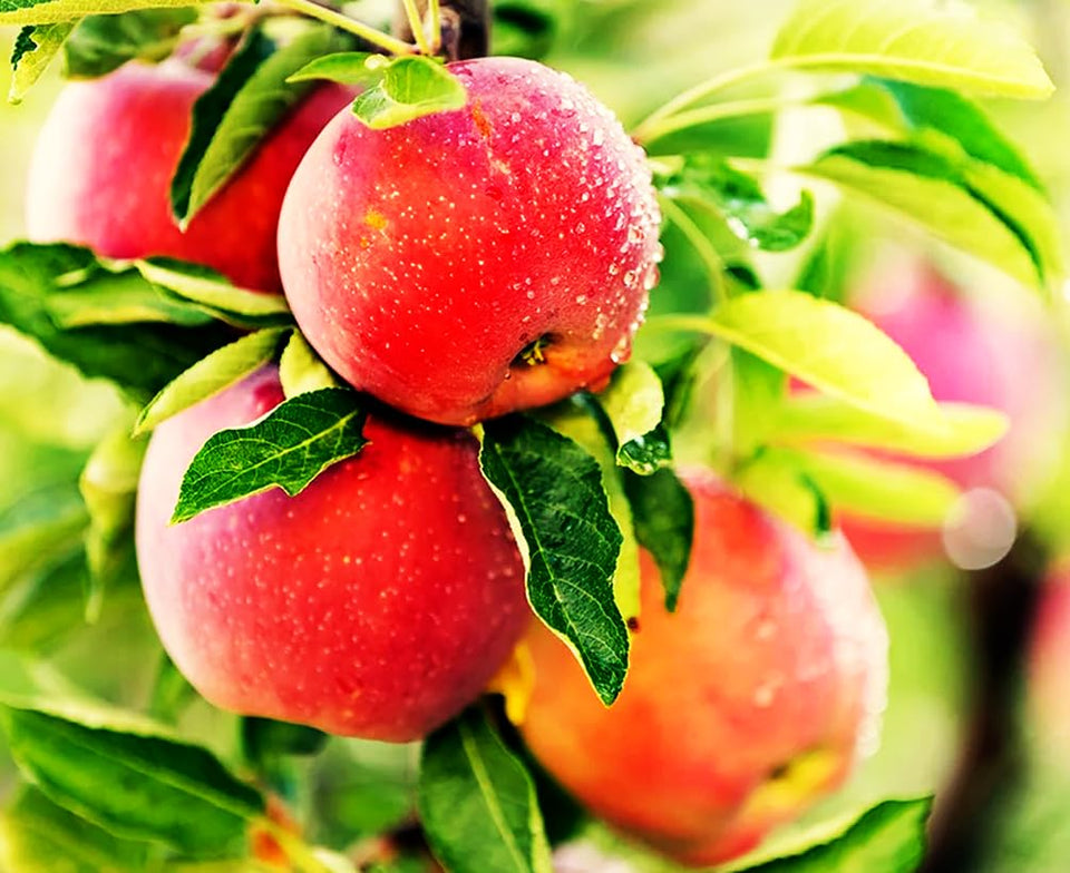 Seeds Of Strength Honey Crisp apple seeds pack for home planting and harvest.