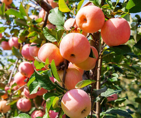 Seeds Of Strength Honey Crisp bonsai apple seeds illustrate ornamental mini trees with fruit.