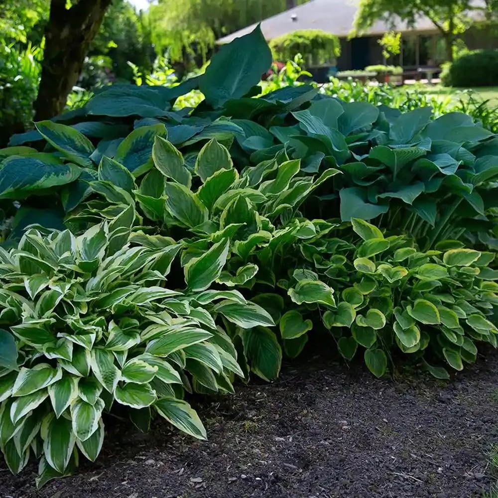 Seeds Of Strength hosta seeds blue variety adds dramatic color to shade beds.