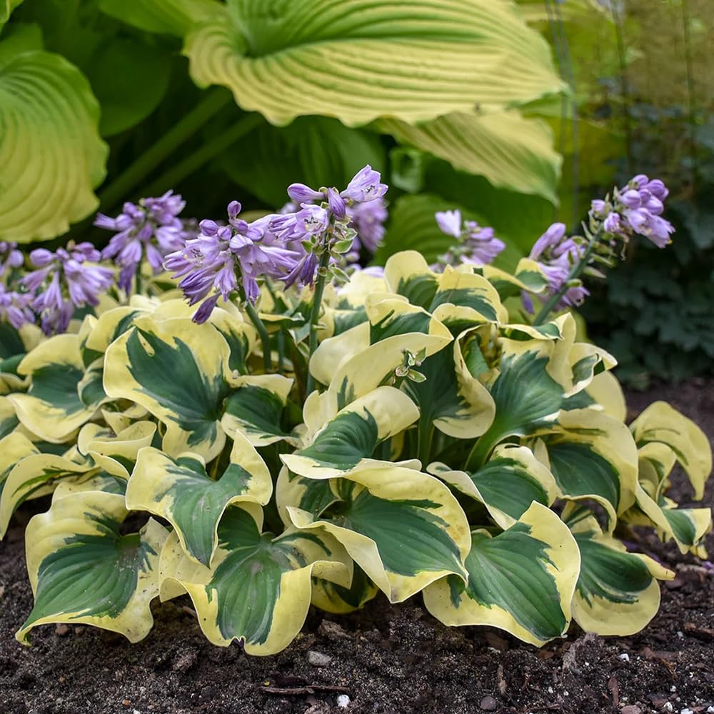 Seeds Of Strength hosta seeds ideal for borders and containers in shade.