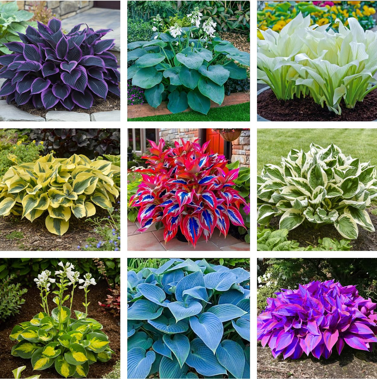 Seeds Of Strength hosta seeds mix for vibrant shade foliage.