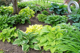 Seeds Of Strength hosta seeds purple variety enriches shaded borders.