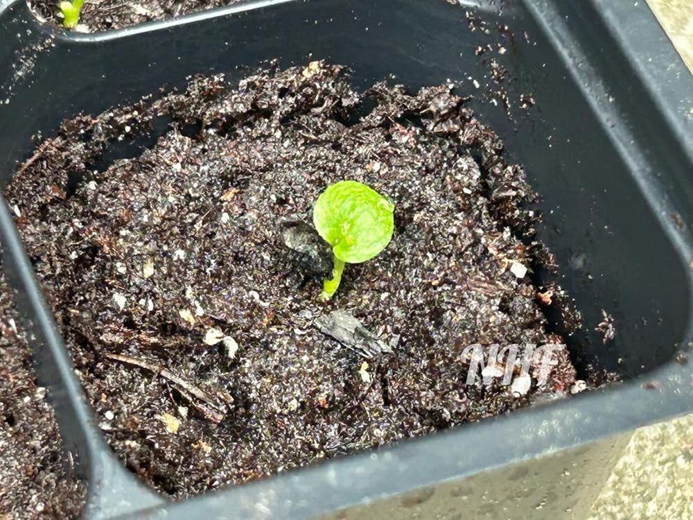 Seeds Of Strength hosta seeds suit small pots and balcony gardens.