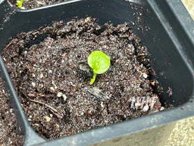 Seeds Of Strength hosta seeds suit small pots and balcony gardens.