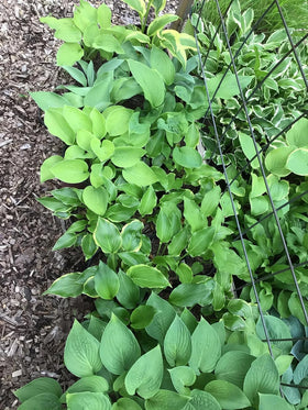 Seeds Of Strength hosta seeds white variety offers bright contrast in shade.