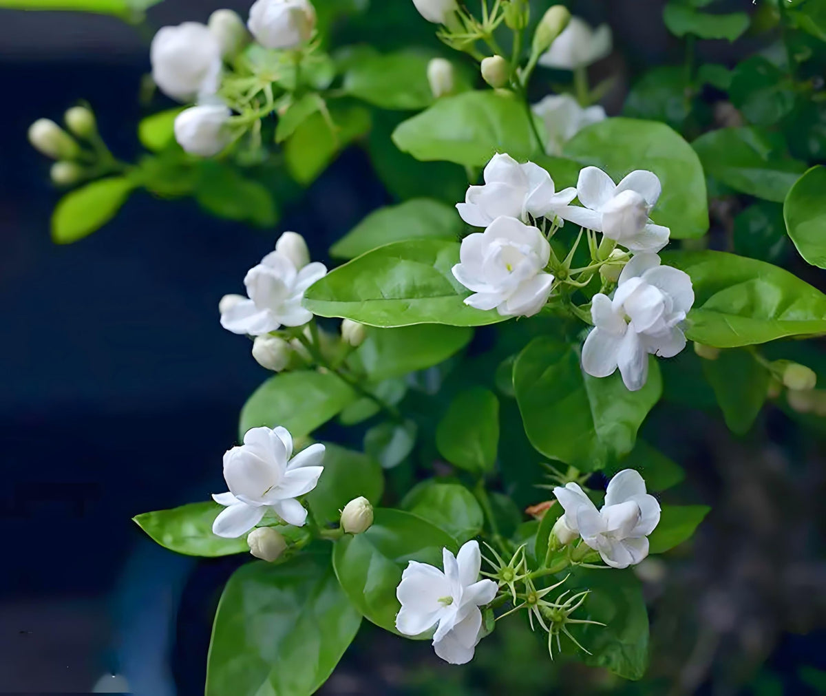 Seeds Of Strength jasmine flowers and garlands for decorative home decor.