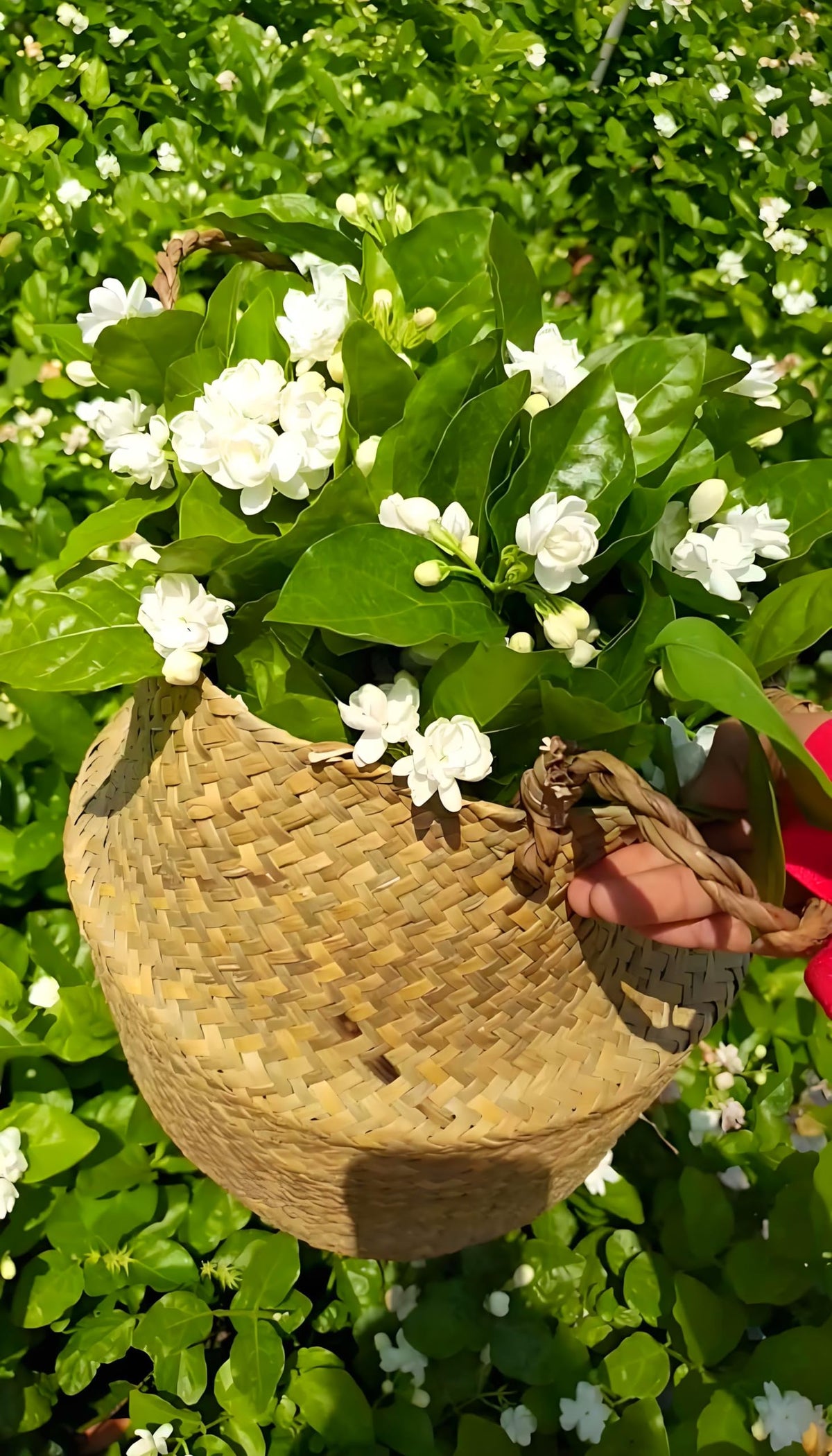 Seeds Of Strength jasmine in garden container for lush blooms and scent.