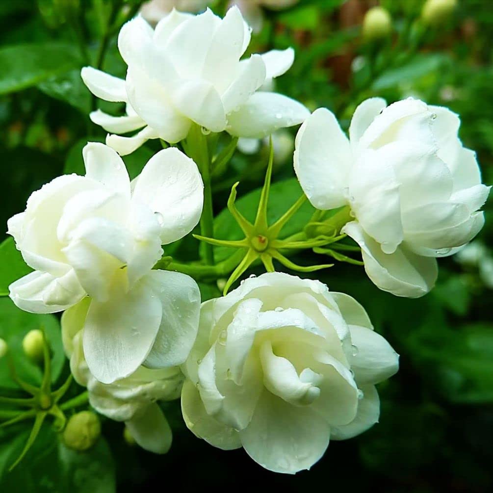Seeds Of Strength jasmine seeds pack ready for home planting and fragrance.