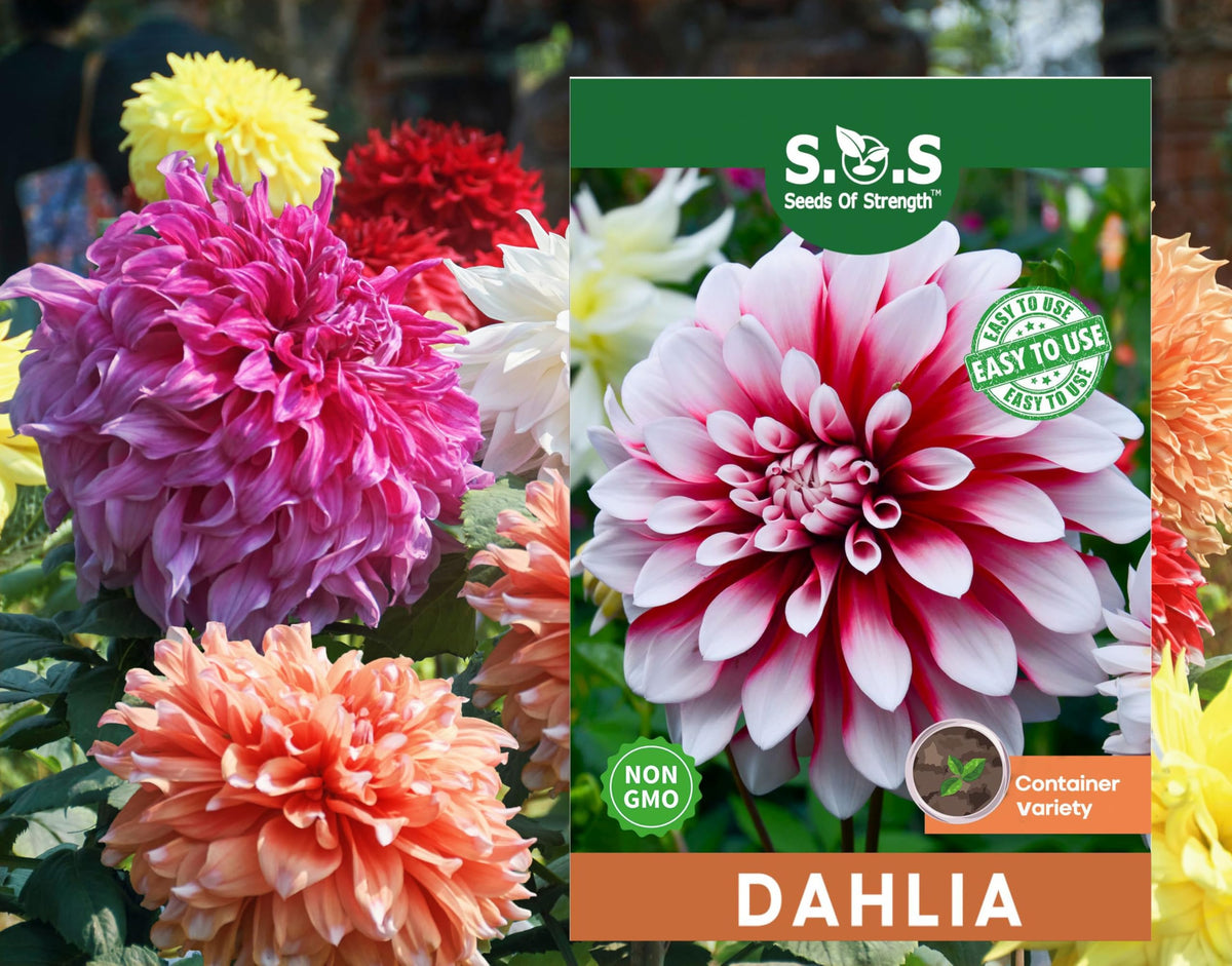 Seeds Of Strength labyrinth dahlia bloom close-up with vivid spiral petals for a dramatic focal point.