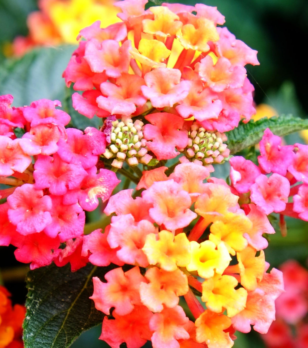 Seeds Of Strength lantana seeds bloom-view: versatile for containers, borders, or ground cover.