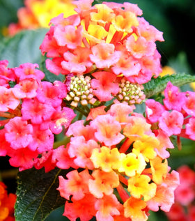 Seeds Of Strength lantana seeds bloom-view: versatile for containers, borders, or ground cover.