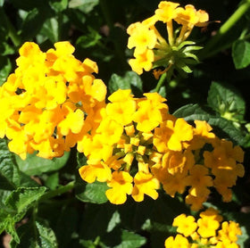 Seeds Of Strength lantana seeds indoor-tray: start indoors for earlier, robust blooms.
