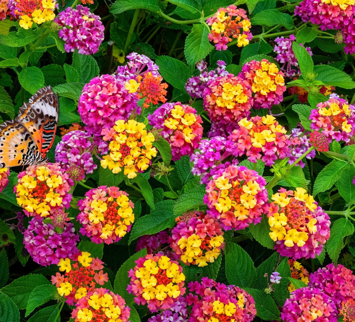 Seeds Of Strength lantana seeds outdoor-planting: thrives in hot sun with minimal care.