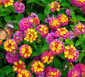 Seeds Of Strength lantana seeds outdoor-planting: thrives in hot sun with minimal care.