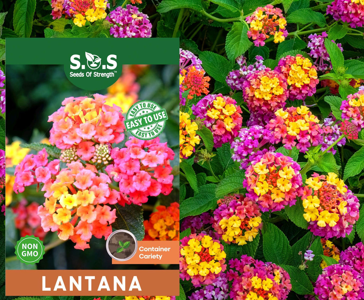 Seeds Of Strength lantana seeds pack: easy to start for vibrant perennial color.