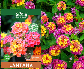 Seeds Of Strength lantana seeds pack: easy to start for vibrant perennial color.