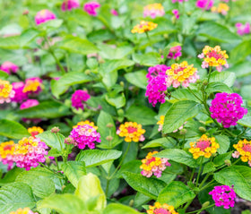 Seeds Of Strength lantana seeds pre-chill: optional refrigeration helps seed readiness.