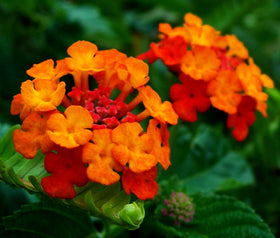 Seeds Of Strength lantana seeds scarification: gentle coat nicking improves germination likelihood.