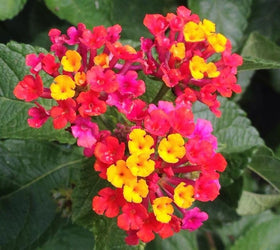 Seeds Of Strength lantana seeds soak: pre-soak boosts germination in warm water.
