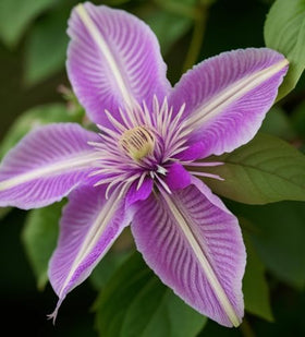Seeds Of Strength clematis seeds promising large blooms for a dramatic climber.