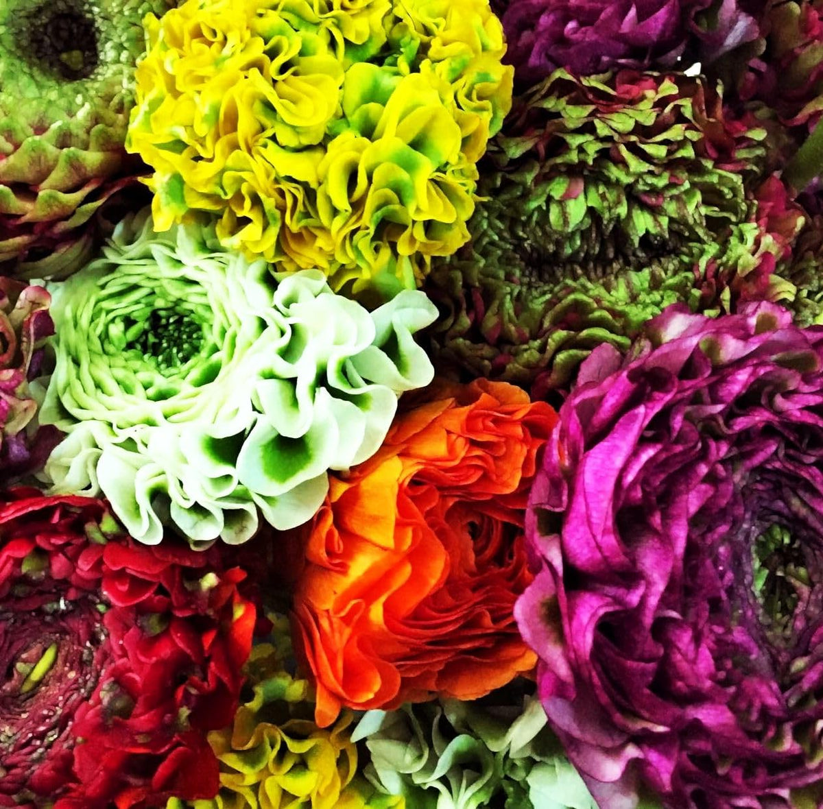 Seeds Of Strength ranunculus offering long-lasting color through the season