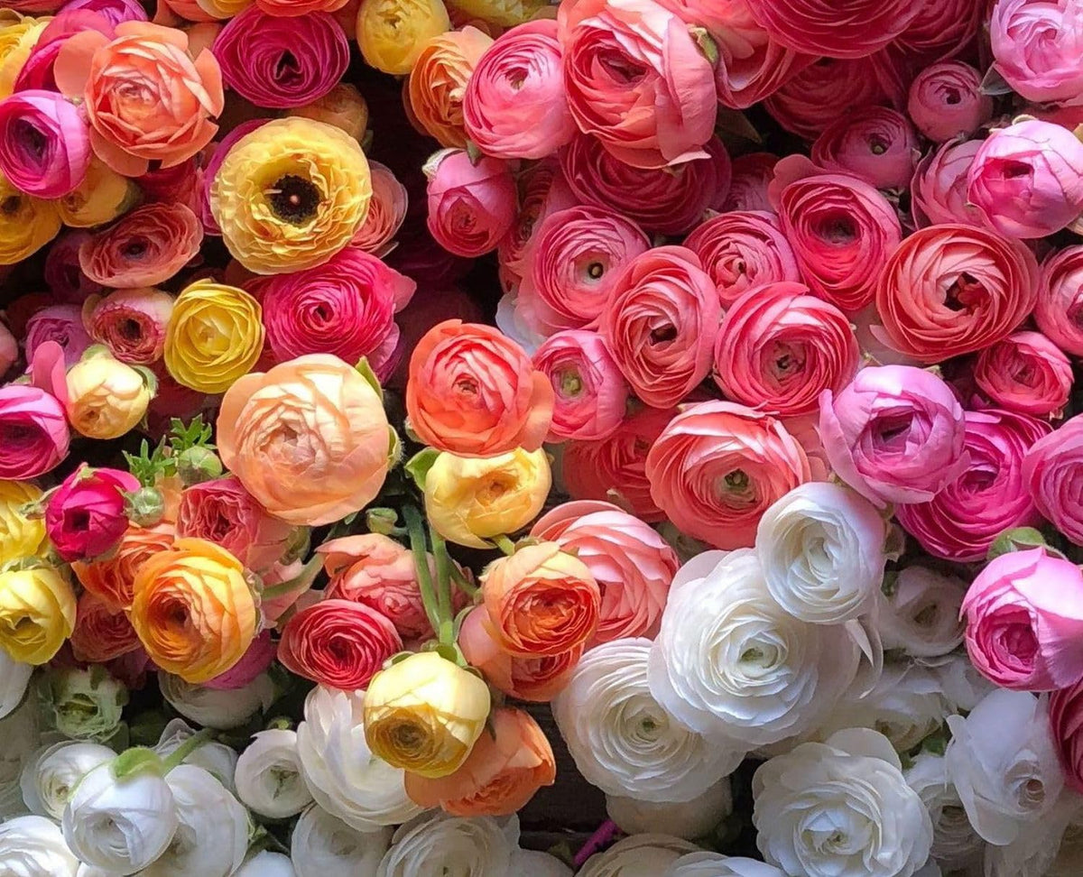 Seeds Of Strength long-lasting blooms ideal for decorative arrangements