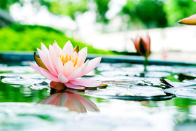 Seeds Of Strength lotus seed bloom brightens a pond with vibrant color.