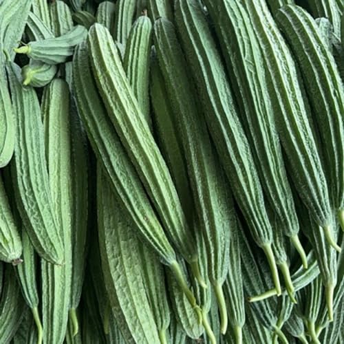 Luffa chubby pier gourd forming tender flesh suitable for cooking.