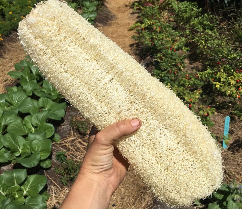 Seeds Of Strength loofah gourd close-up reveals green skin and white-green flesh