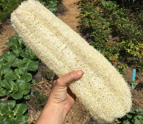 Seeds Of Strength loofah gourd close-up reveals green skin and white-green flesh
