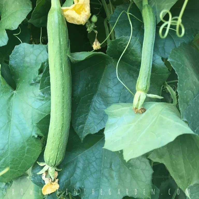 Seeds Of Strength luffa gourd with large harvest size, ready for drying or eating