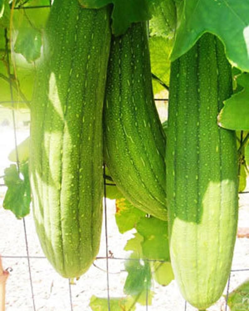 Seeds Of Strength luffa gourd plant showing early fruiting potential