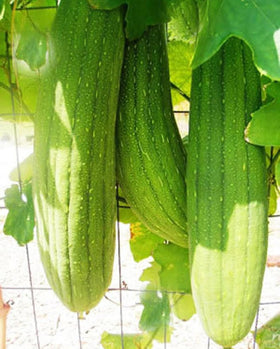 Seeds Of Strength luffa gourd plant showing early fruiting potential