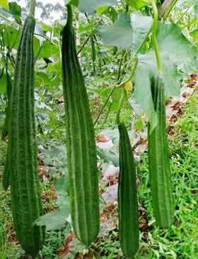 Seeds Of Strength luffa plant showing vigorous early growth and branching.