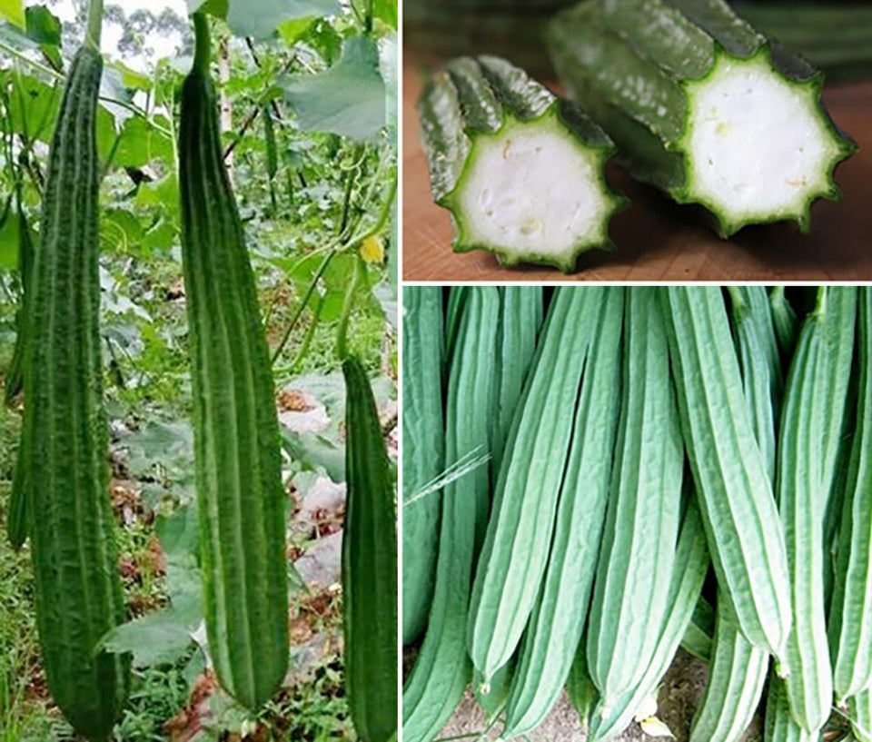 Seeds Of Strength luffa seeds pack—non-GMO for home gardening.