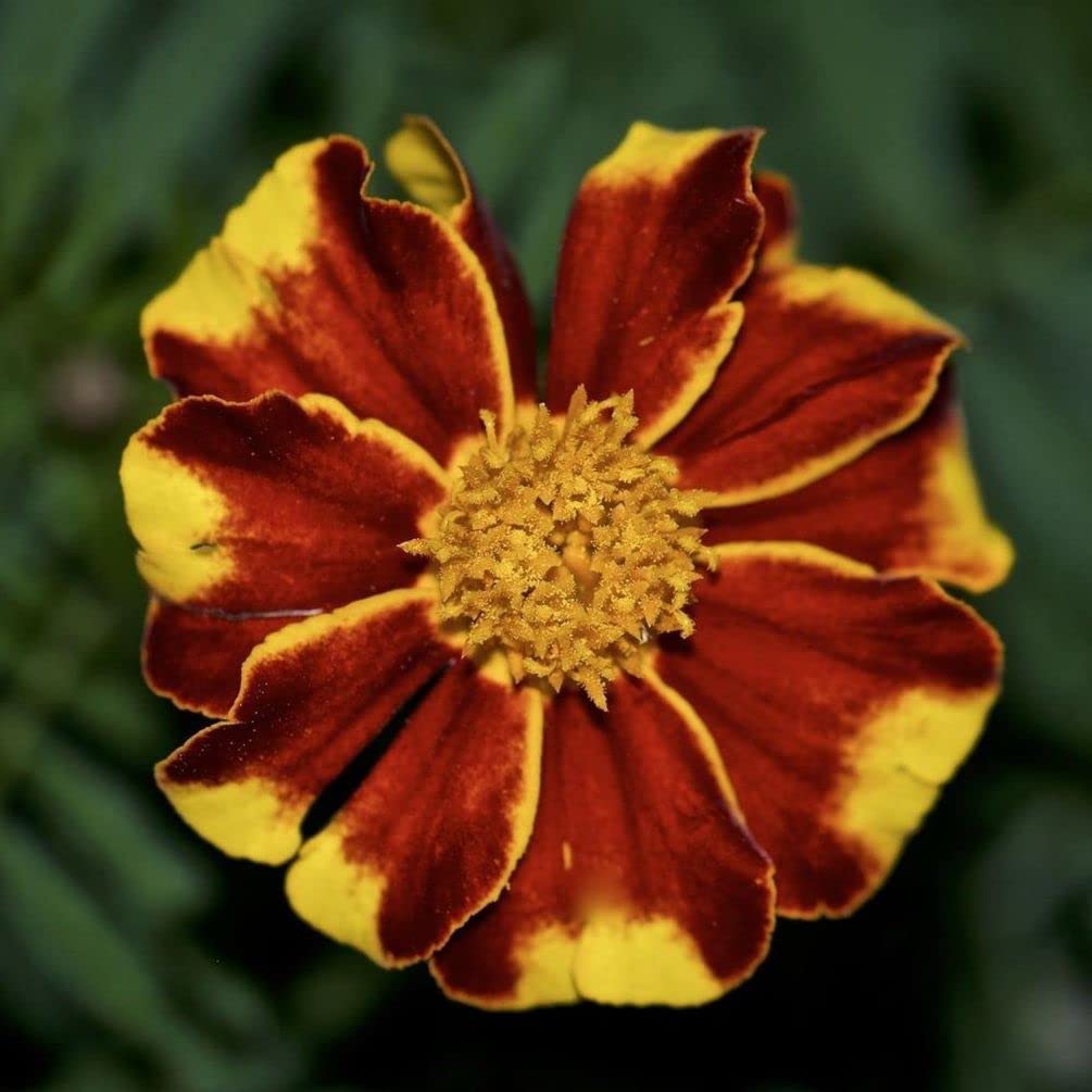 Seeds Of Strength marigolds suit container gardens and patios