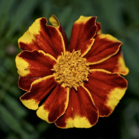 Seeds Of Strength marigolds suit container gardens and patios