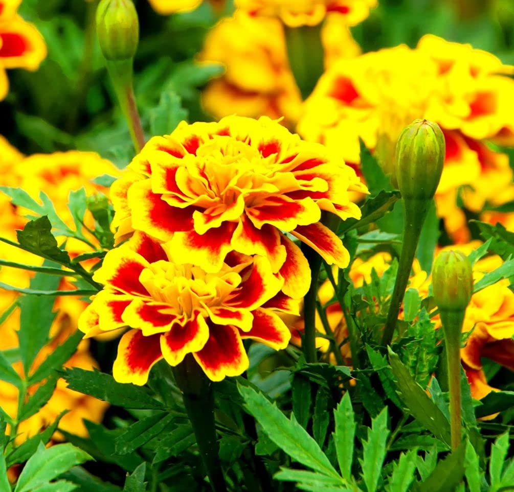 Seeds Of Strength marigolds are easy to grow for indoors