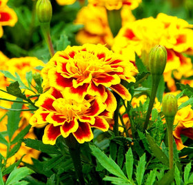 Seeds Of Strength marigolds are easy to grow for indoors