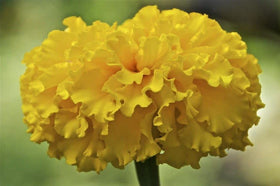 Seeds Of Strength multi-color blooms support vibrant mass plantings