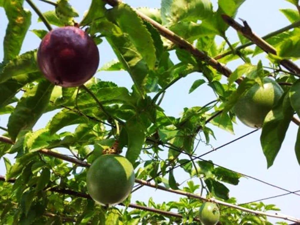 Seeds Of Strength maypop flower bloom, vibrant purple and ornamental