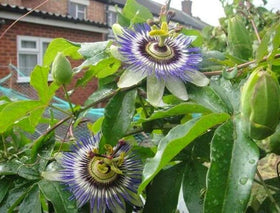 Seeds Of Strength maypop fruit close-up, aromatic juice potential for beverages