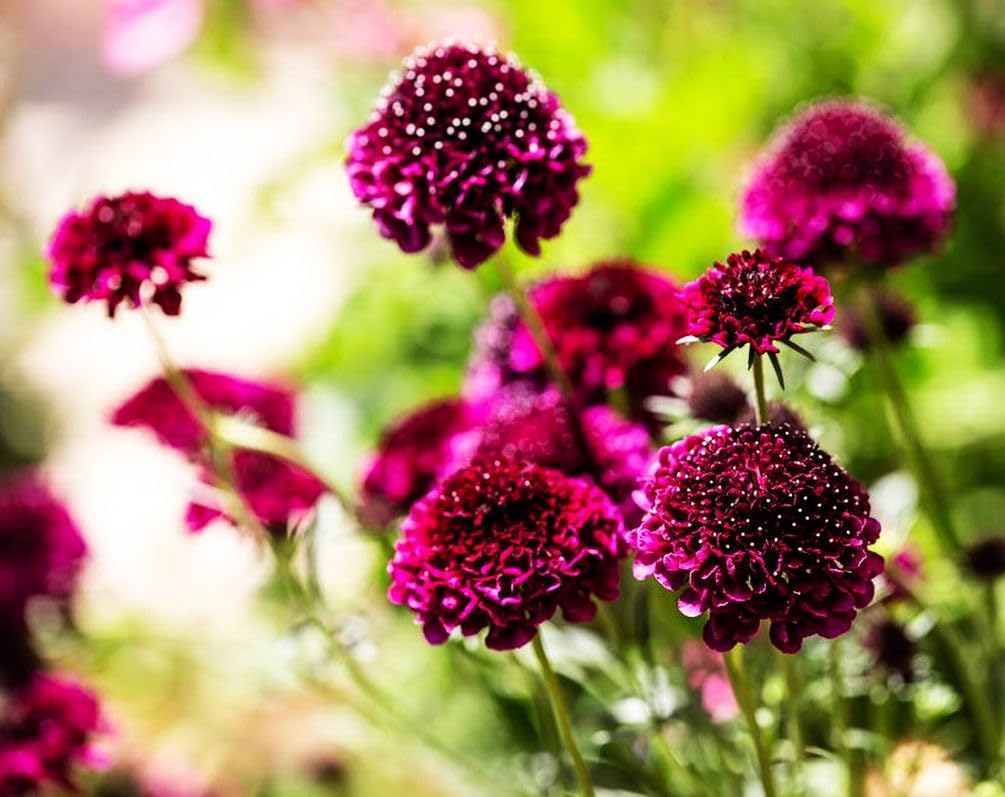 Mid-summer bloom of Seeds Of Strength purple pincushion flowers
