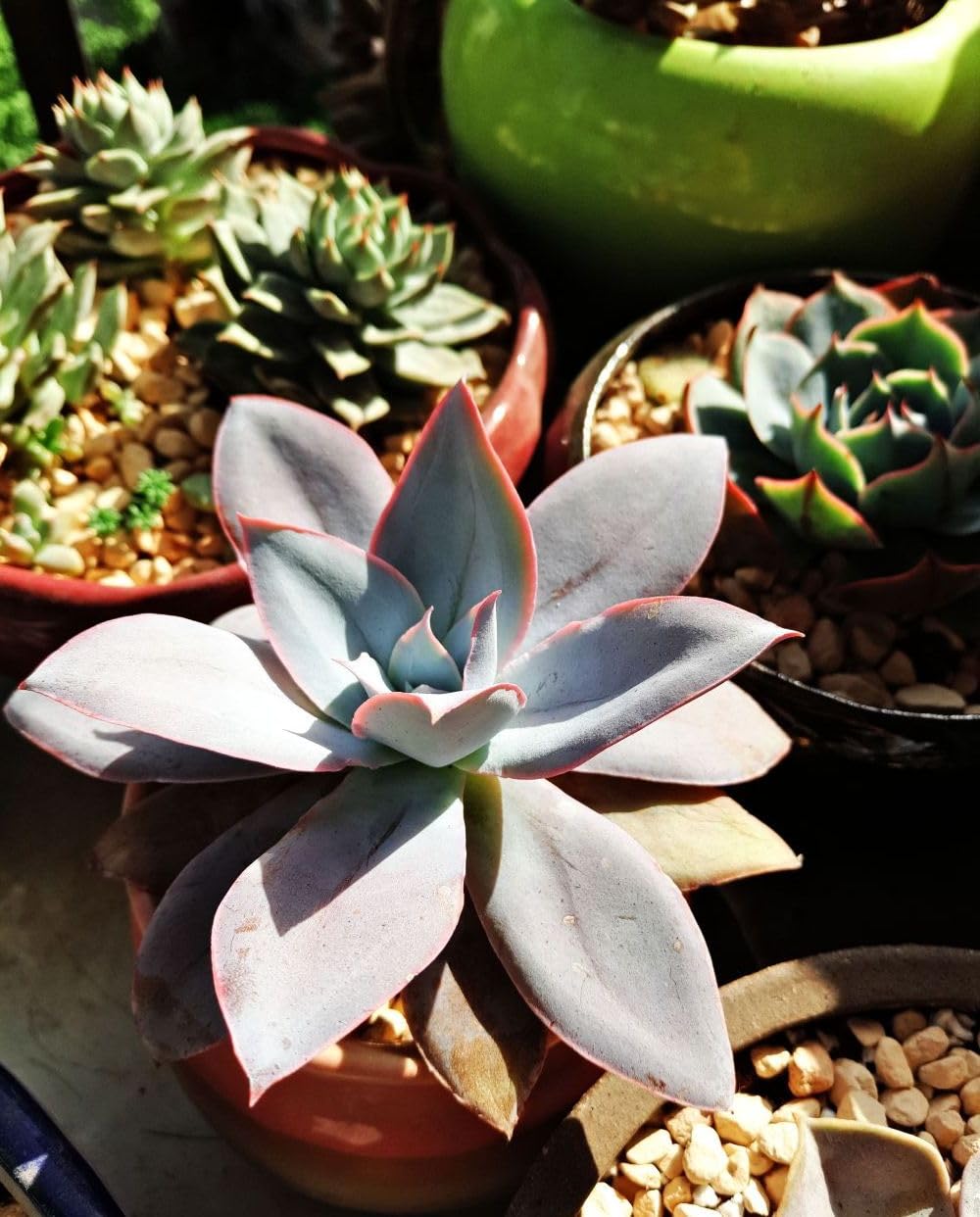 Seeds Of Strength mini succulents seeds for container gardens perfect for small spaces.