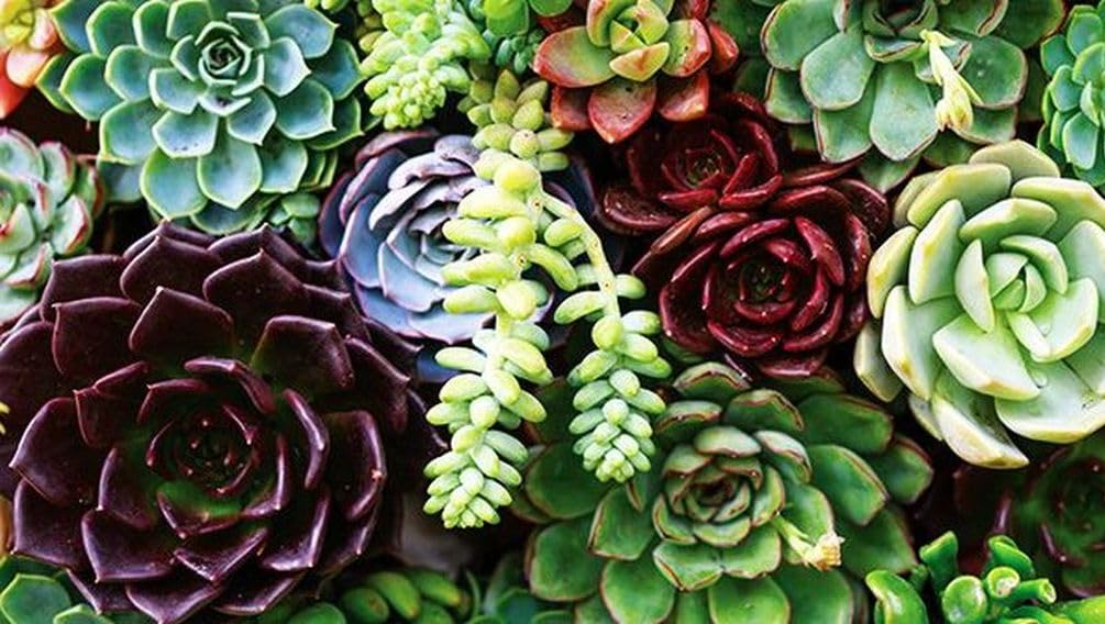 Seeds Of Strength mini succulents seeds for desktop display bringing tiny green artistry indoors.