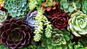 Seeds Of Strength mini succulents seeds for desktop display bringing tiny green artistry indoors.